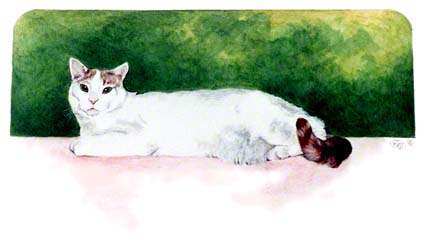 Sharon's Kitty ~ Photo by Patrice Sharon's Kitty ~ Photo by Patrice