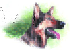 Loved Shepherd ~ watercolour by Patrice