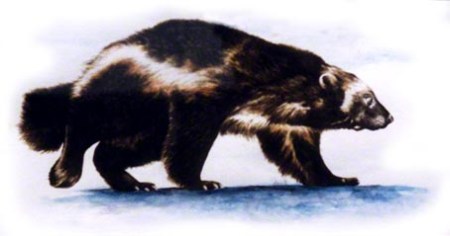 Wolverine ~ Illustration by Patrice