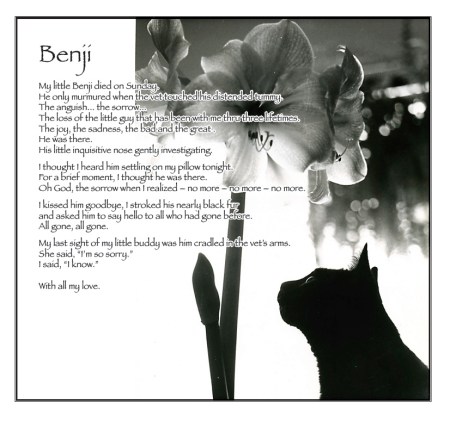 Benji Remembrance
