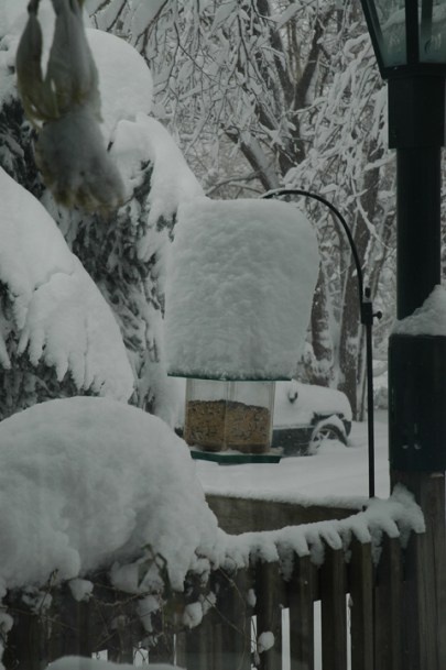 Snow Storm ~ photo by Patrice
