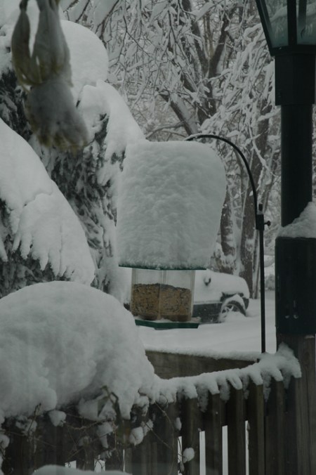 Snow Storm ~ Photo by Patrice