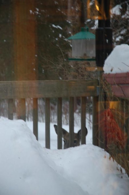 Deer at the deck ~ Photo by Patrice Deer at the deck ~ Photo by Patrice