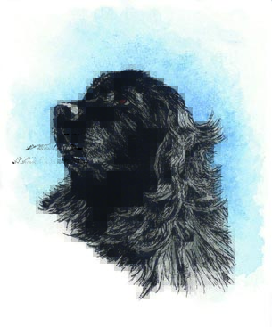 Newf head study by Patrice