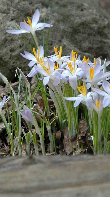 Spring Crocus ~ Photo by Patrice