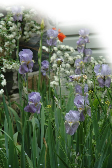 Iris photo by Patrice