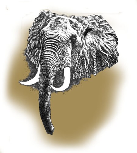 Elephant ~ Illustration by Patrice