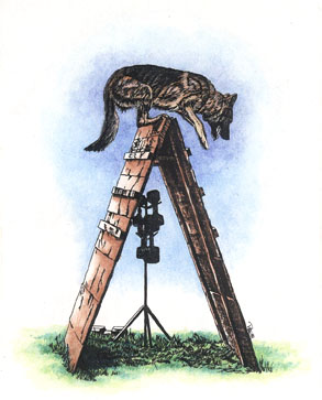 Shepherd on Aframe ~ illustration by Patrice Shepherd on Aframe ~ illustration by Patrice