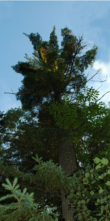 Mighty Tree