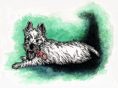 Westie