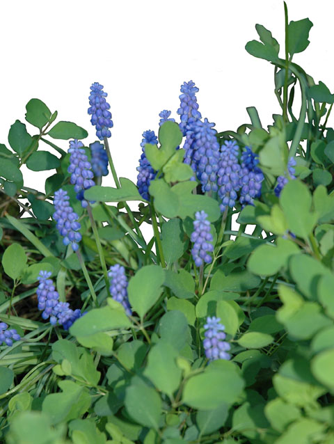 Grape Hyacinths