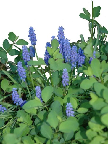 Grape Hyacinths ~ photo by Patrice