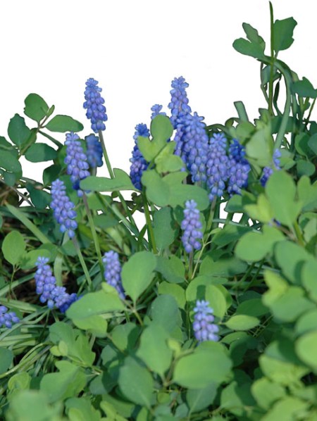Grape Hyacinths