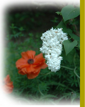 Lilac and Poppy
