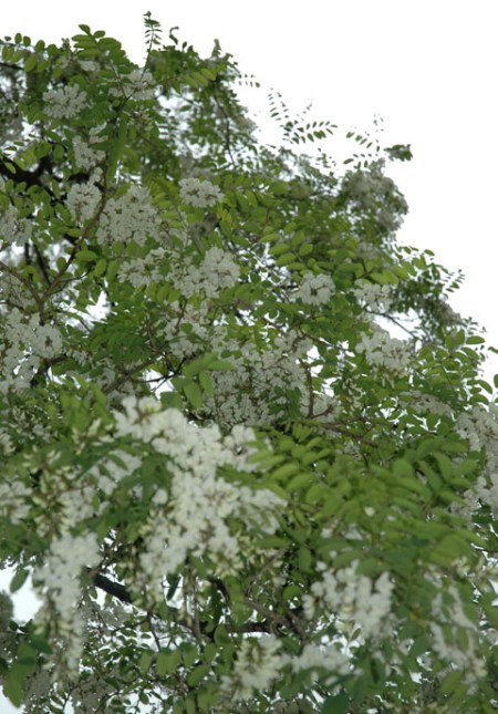 Locust Blooms ~ photo by Patrice Locust Blooms ~ photo by Patrice