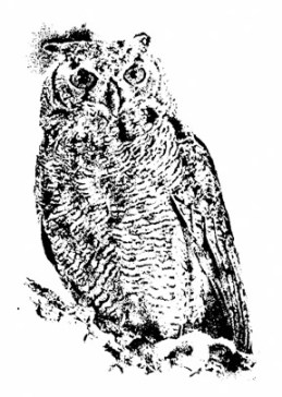 Owl ~ illustration by Patrice Owl ~ illustration by Patrice
