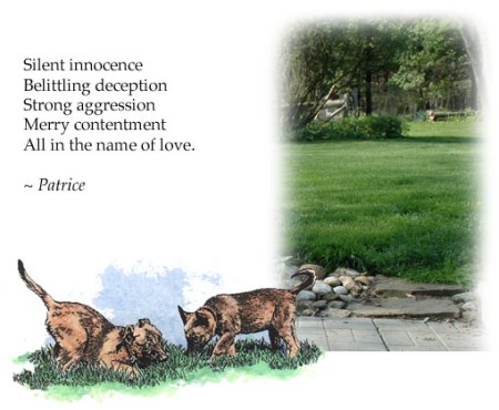 Puppies and Rock Garden