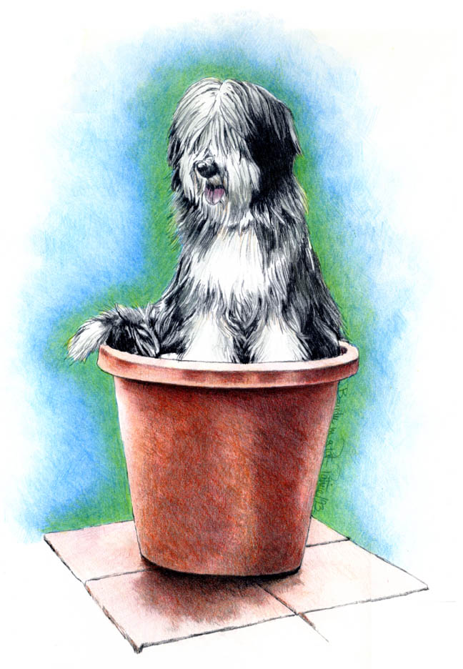 Beardie in a Pot ~ Illustration by Patrice Beardie in a Pot ~ Illustration by Patrice