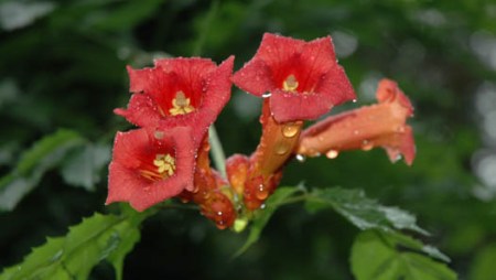 Trumpet Flower ~ photo by Patrice