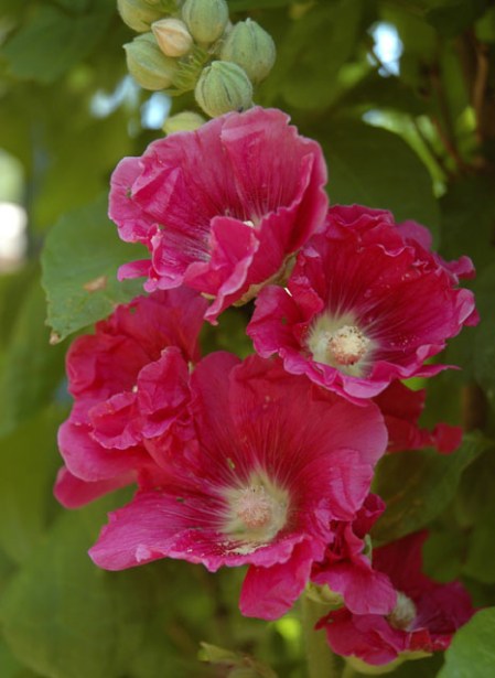 Hollyhocks ~ Photo by Patrice Hollyhocks ~ Photo by Patrice