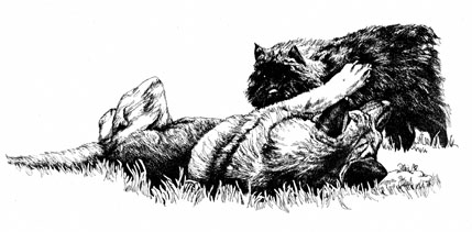 Shepherd and Bouvier Pup ~ illustration by Patrice Shepherd and Bouvier Pup ~ illustration by Patrice