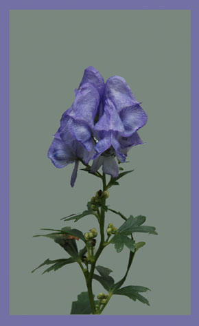 Monkshood ~ Photo by Patrice Monkshood ~ Photo by Patrice