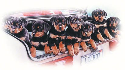 Rottie Pups ~ Painting by Patrice Rottie Pups ~ Painting by Patrice
