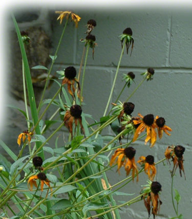 Fall Flowers ~ Photo by Patrice Fall Flowers ~ Photo by Patrice