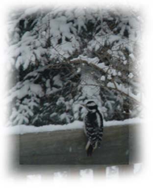 Woodpecker in Winter ~ Photo by Patrice