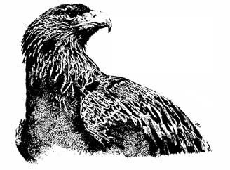 Golden Eagle ~ illustration by Patrice