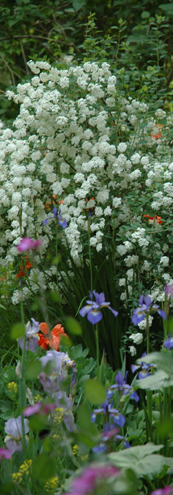 Spring Flowers ~ Photo by Patrice Spring Flowers ~ Photo by Patrice