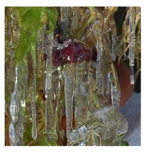 Icicle Flower
