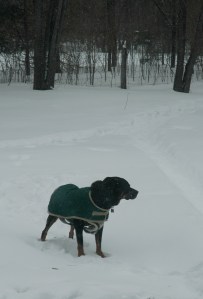 Monty's Last Day ~ Photo by Patrice