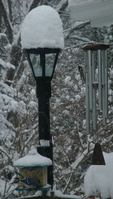 Snow Falls Light ~ Photo by Patrice Snow Falls Light ~ Photo by Patrice
