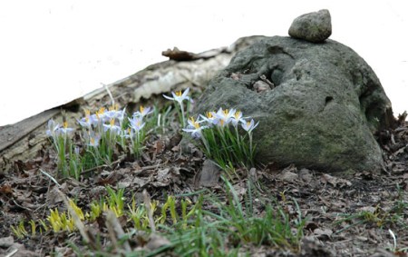 Spring Crocus ~ Photo by Patrice