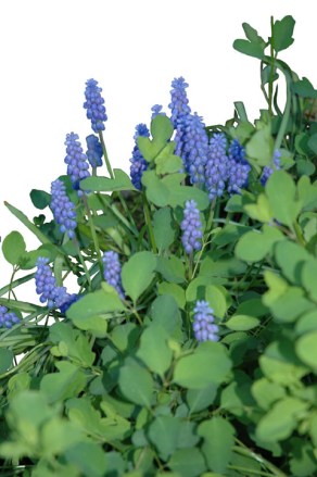 Blue GrapeHyainths
