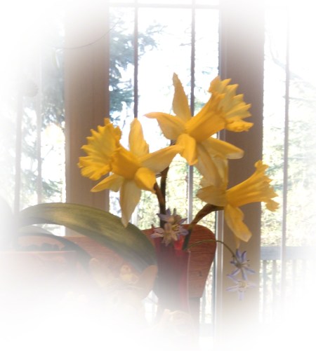 Easter Daffodils ~ Photo by Patrice