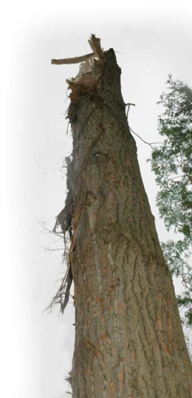 Fallen Tree