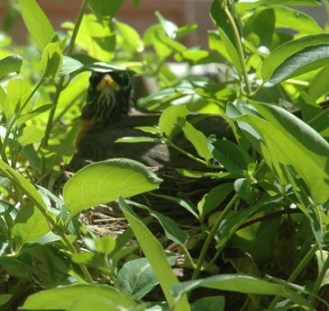 Robin in her nest