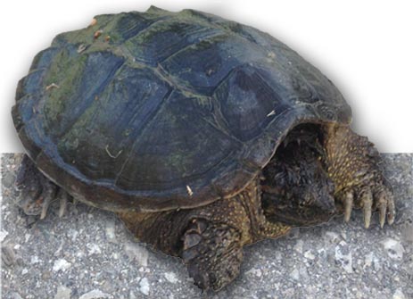 Snapping Turtle I met today