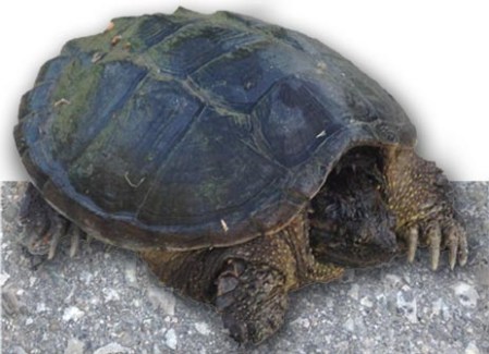 Snapping Turtle ~ Photo by Patrice Snapping Turtle ~ Photo by Patrice