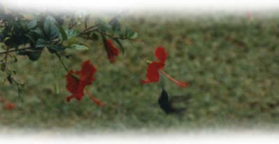 Hibiscus and Hummingbird ~ Photo by Patrice