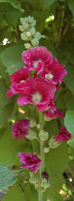 Hollyhock in Spring ~ photo by Patrice