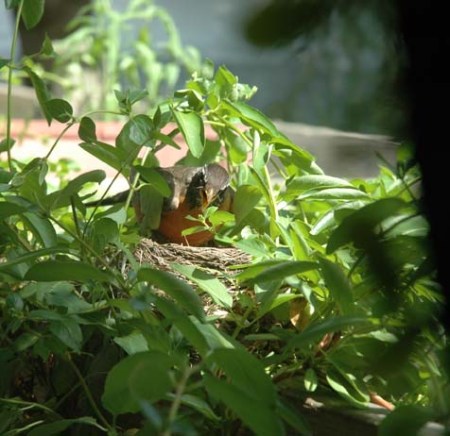 Robin Mother ~ Photo by Patrice