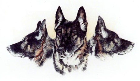 Simone's Shepherd ~ Watercolour by Patrice