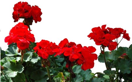 Geraniums ~ photo by Patrice Geraniums ~ photo by Patrice