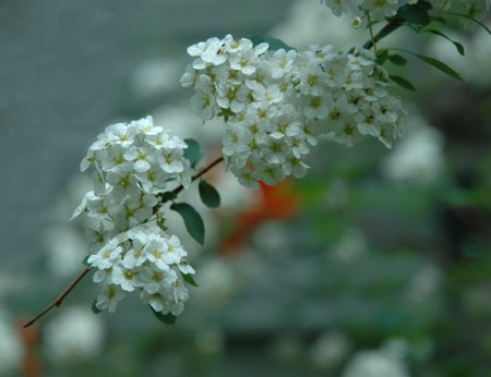 Spierea Blossoms ~ Photo by Patrice