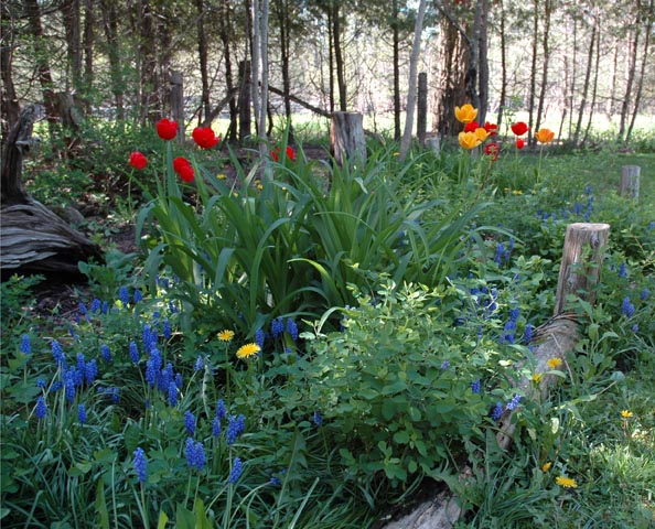 Spring Garden by Patrice