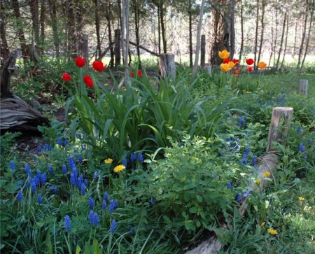 Spring Garden by Patrice