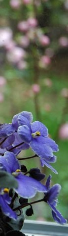 Violets and Pink Blooms ~ photo by Patrice Violets and Pink Blooms ~ photo by Patrice